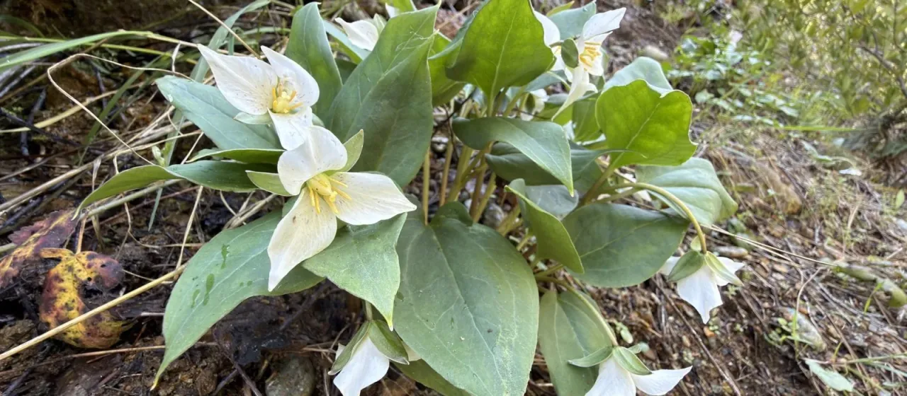 Trillium rivale