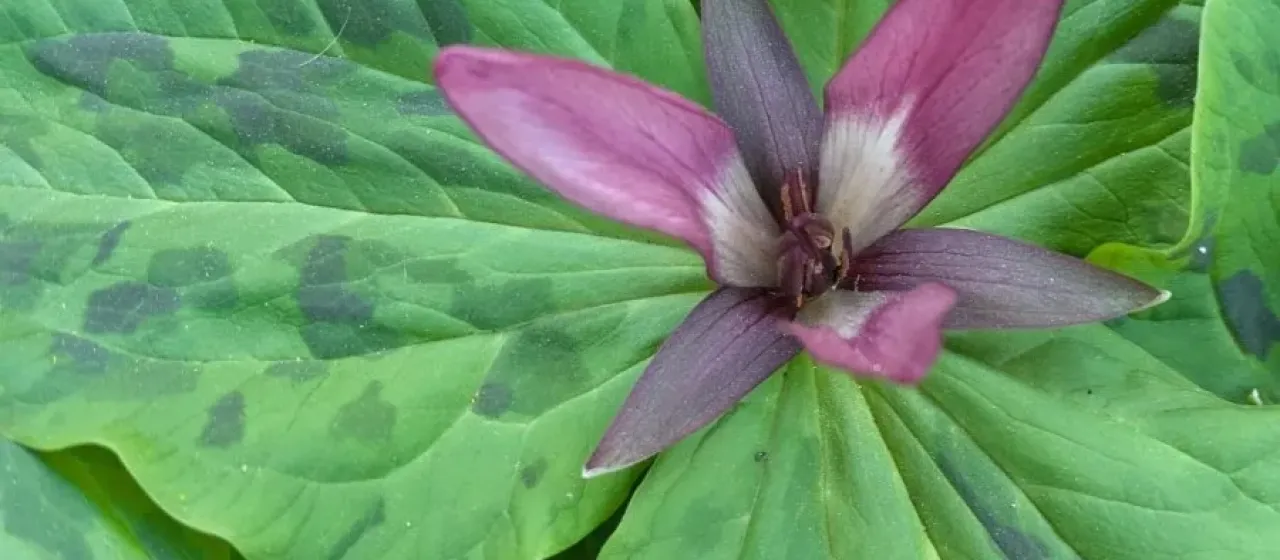 Trillium chloropetalum