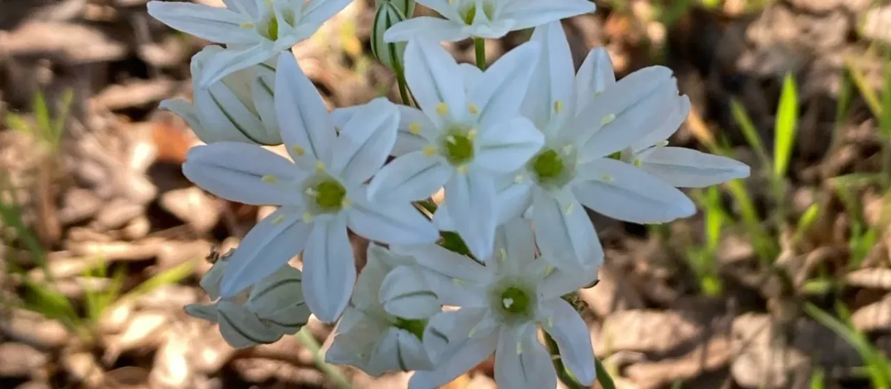 Triteleia hyacinthina