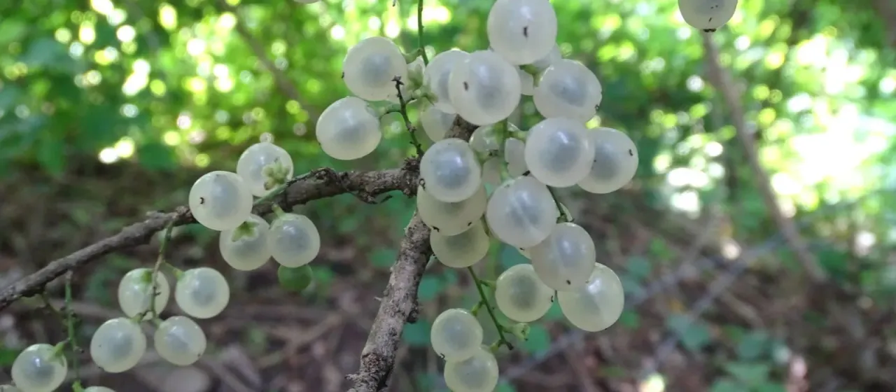 Achatocarpus nigricans