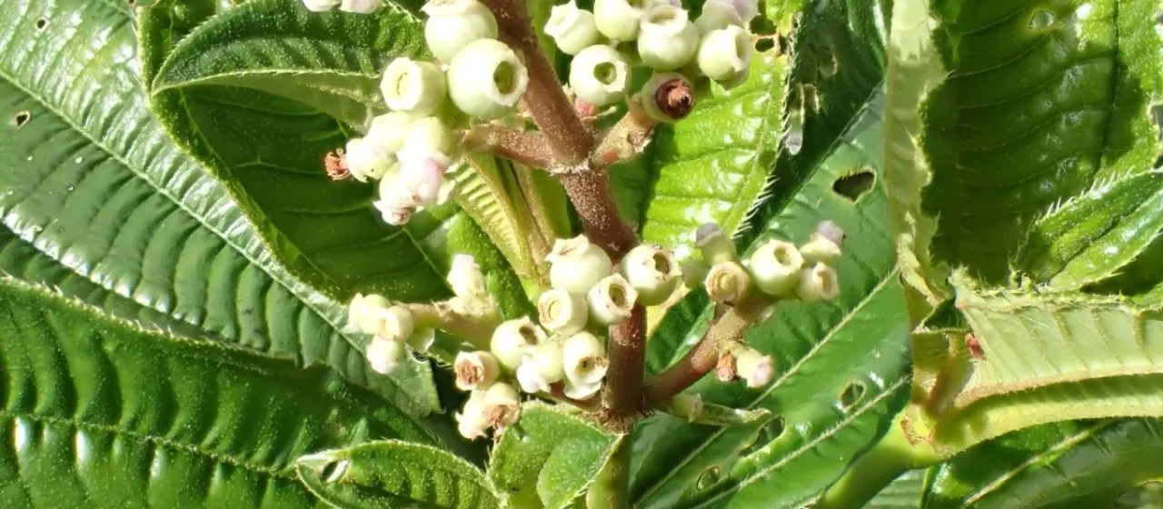Miconia racemosa