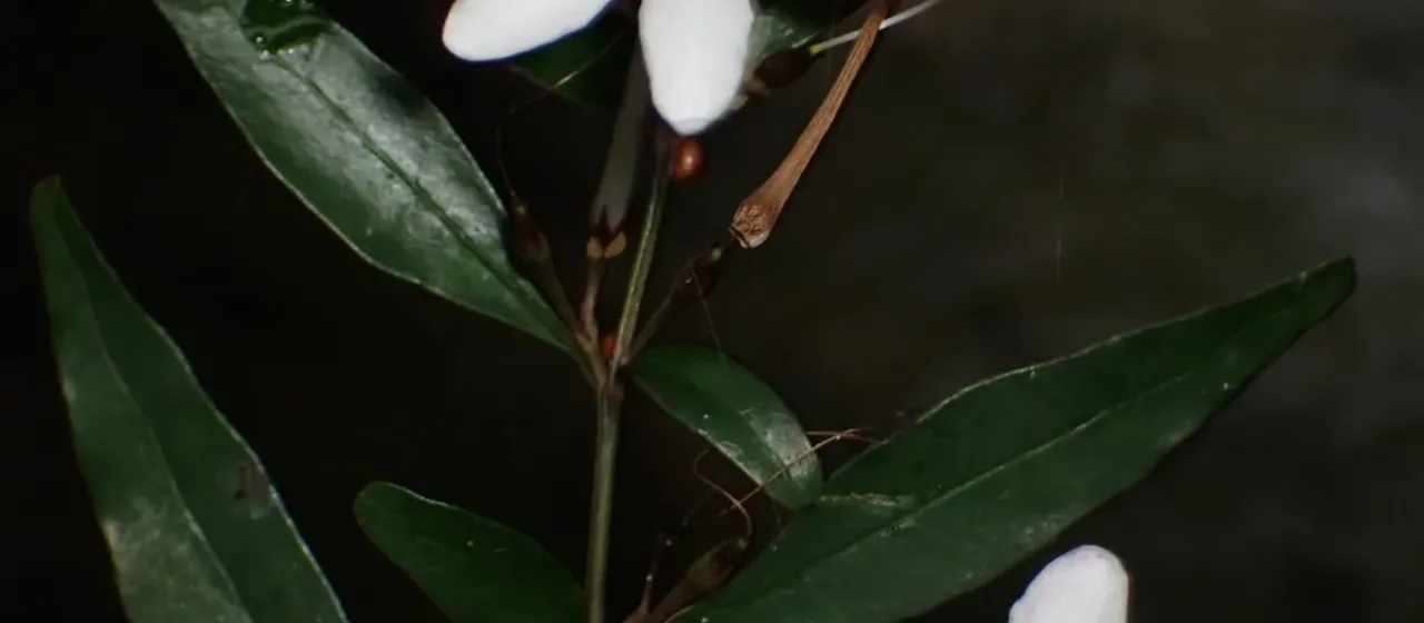 Pseuderanthemum longifolium