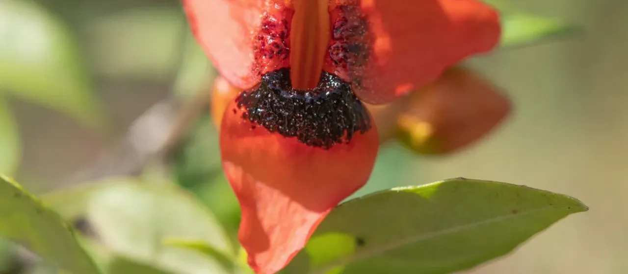 Ruttya fruticosa