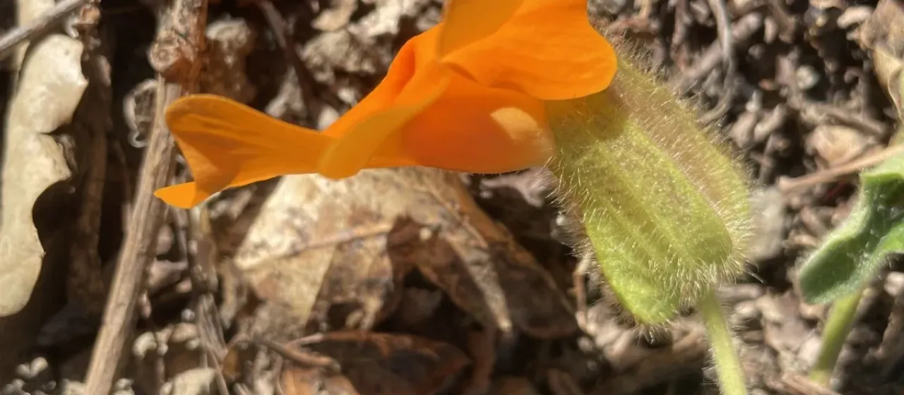 Thunbergia gregorii
