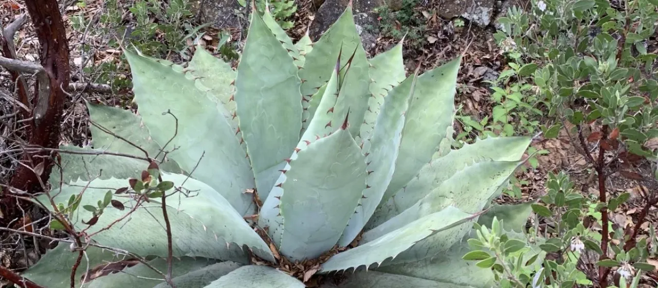 Seemann's Agave