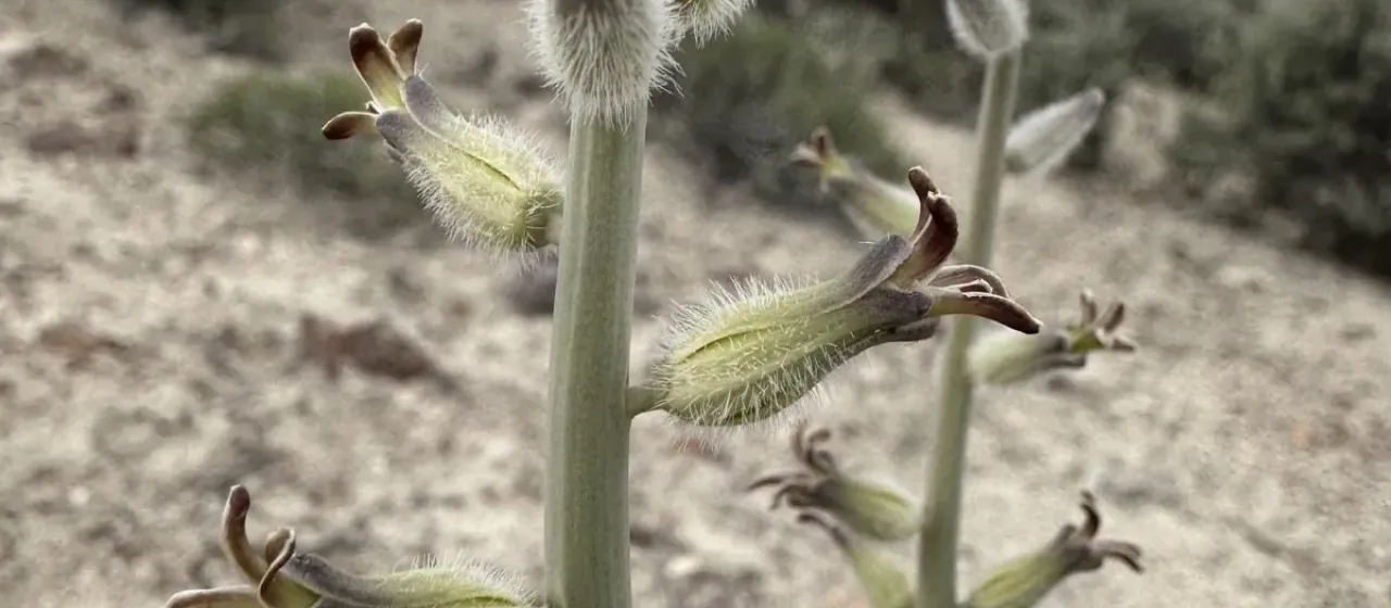 Caulanthus crassicaulis