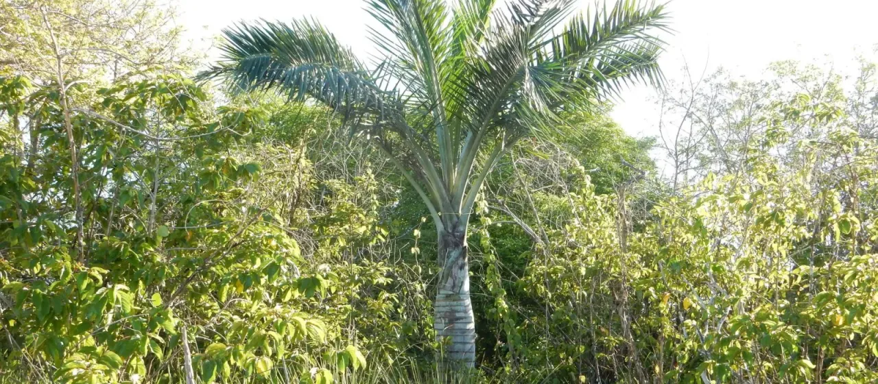 Sargent's Cherry Palm