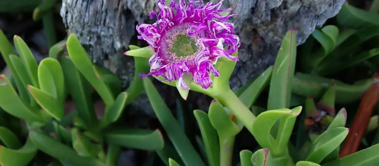 Carpobrotus deliciosus