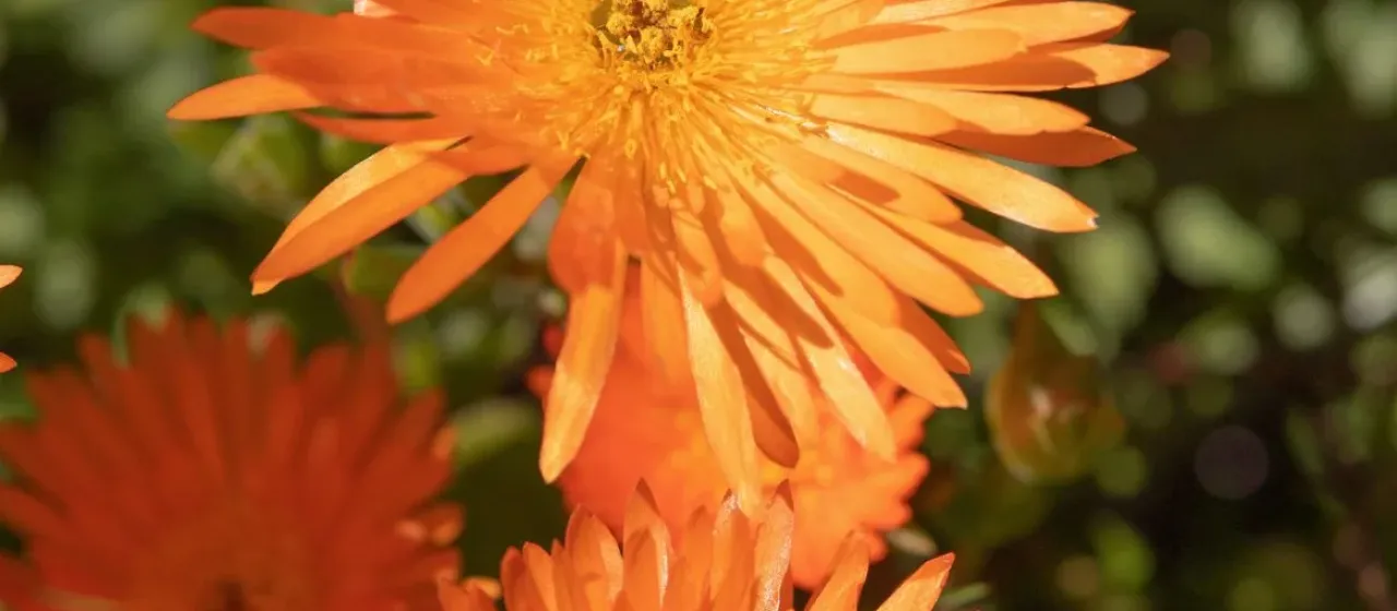 Golden dewplant