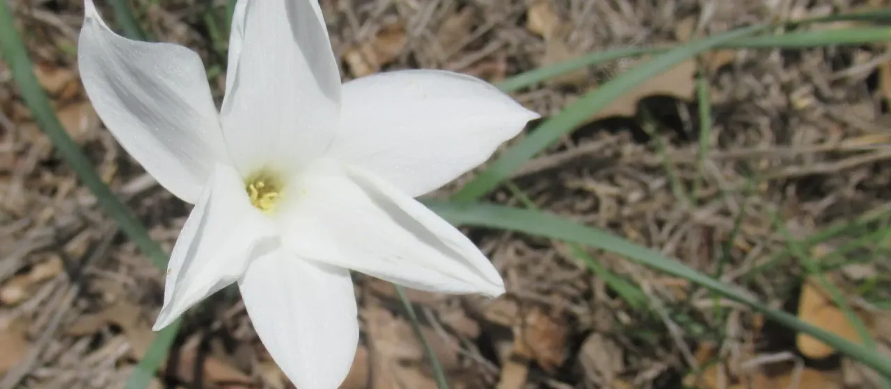 Zephyranthes drummondii