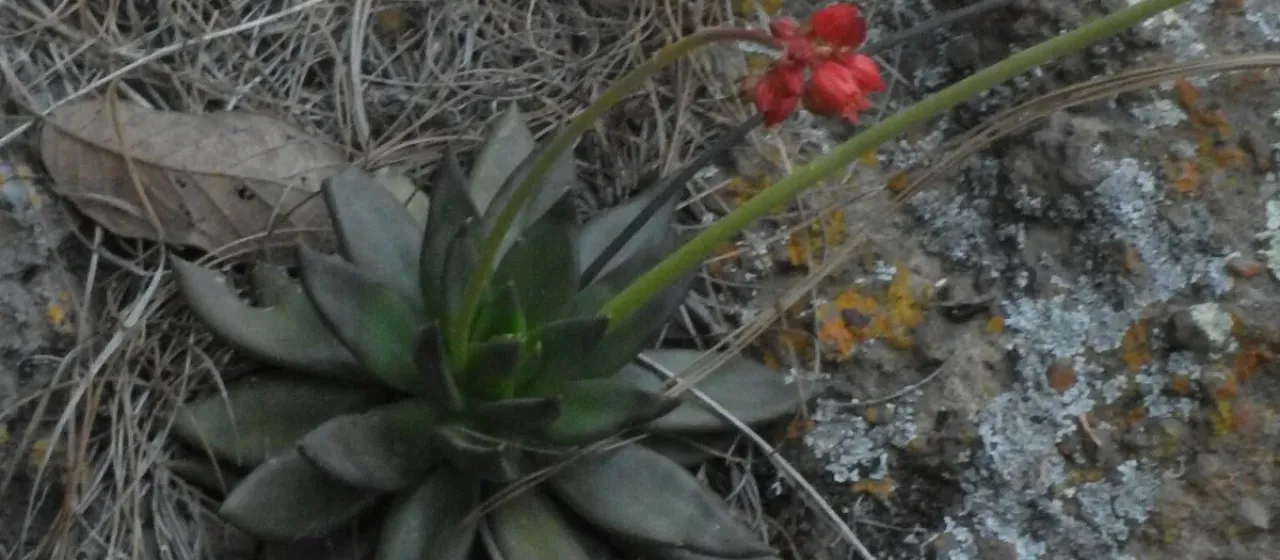 Echeveria affinis