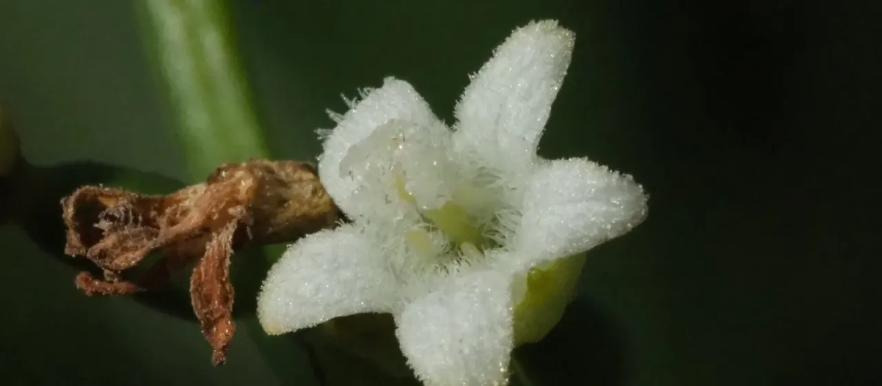 Zehneria guamensis
