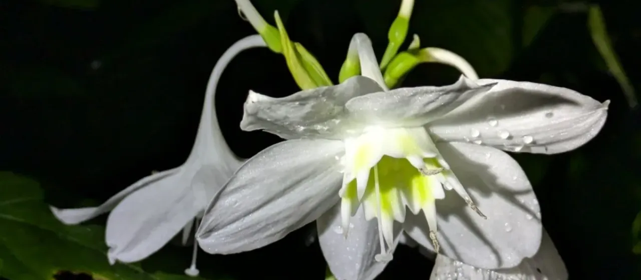 Urceolina amazonica