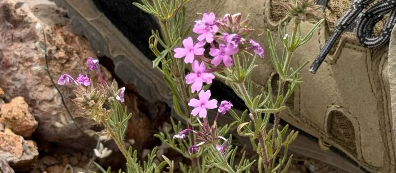 Verbena ambrosiifolia