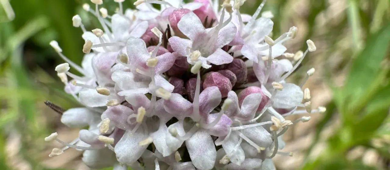 Valeriana acutiloba