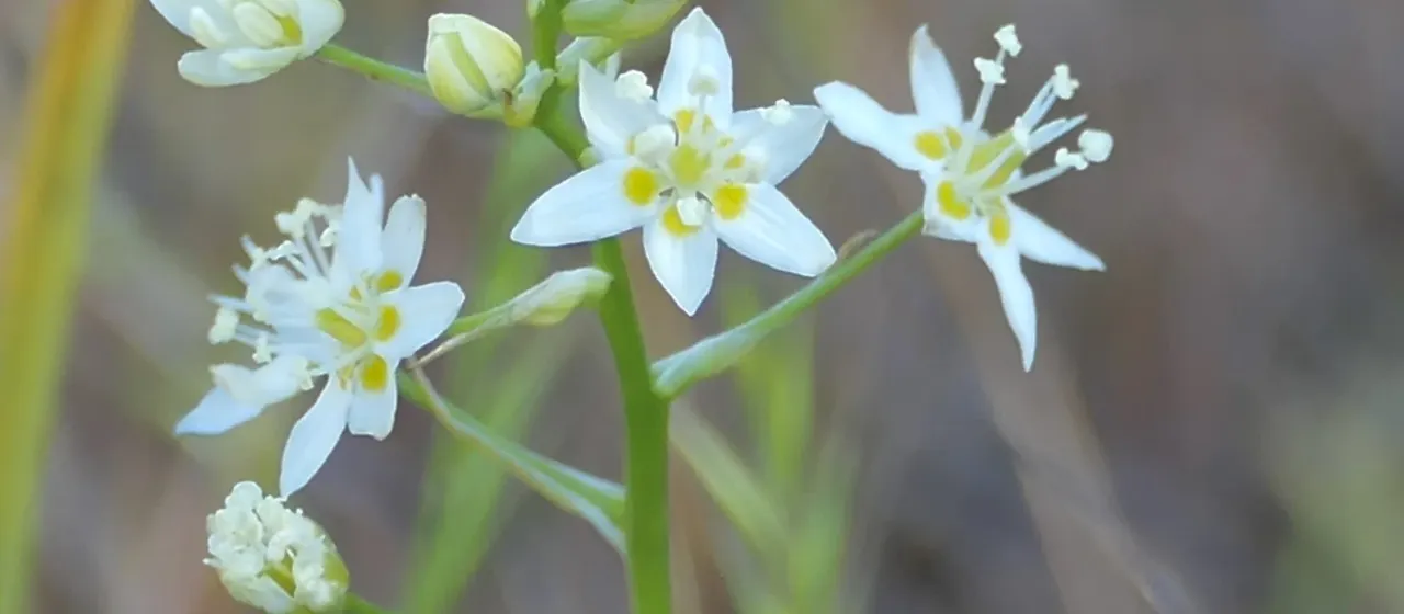 Toxicoscordion fontanum