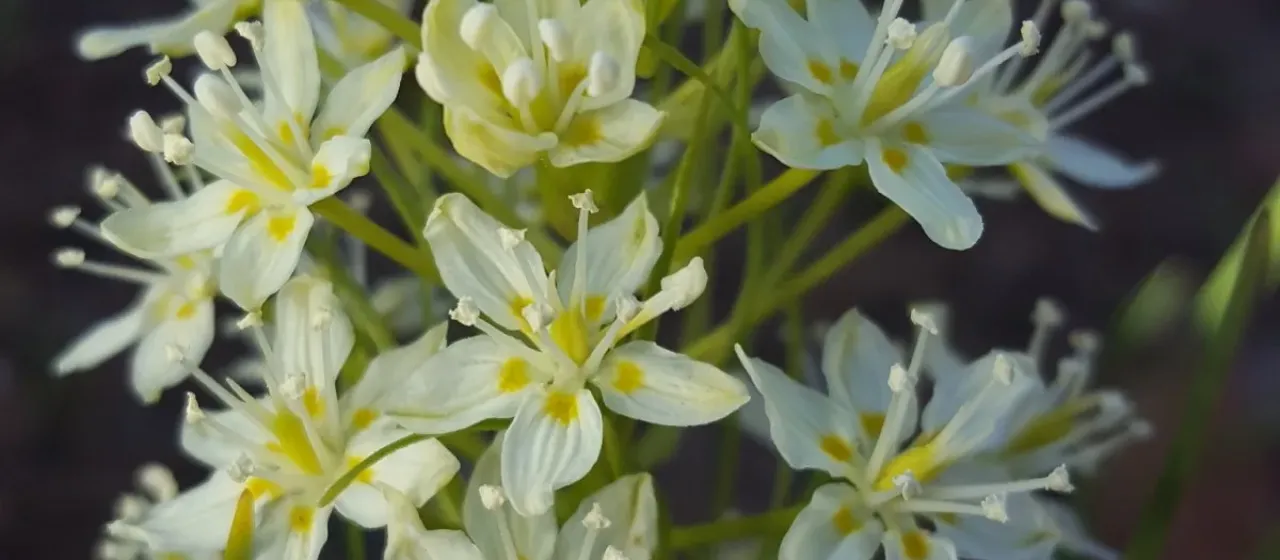 Foothill deathcamas