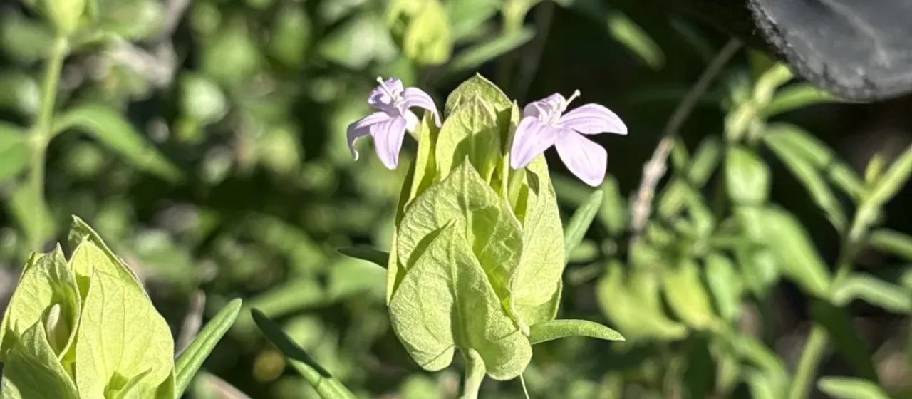 Yeatesia platystegia