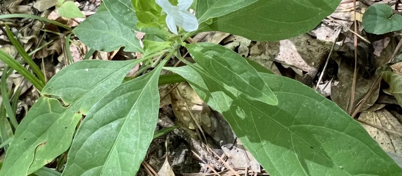 Yeatesia viridiflora
