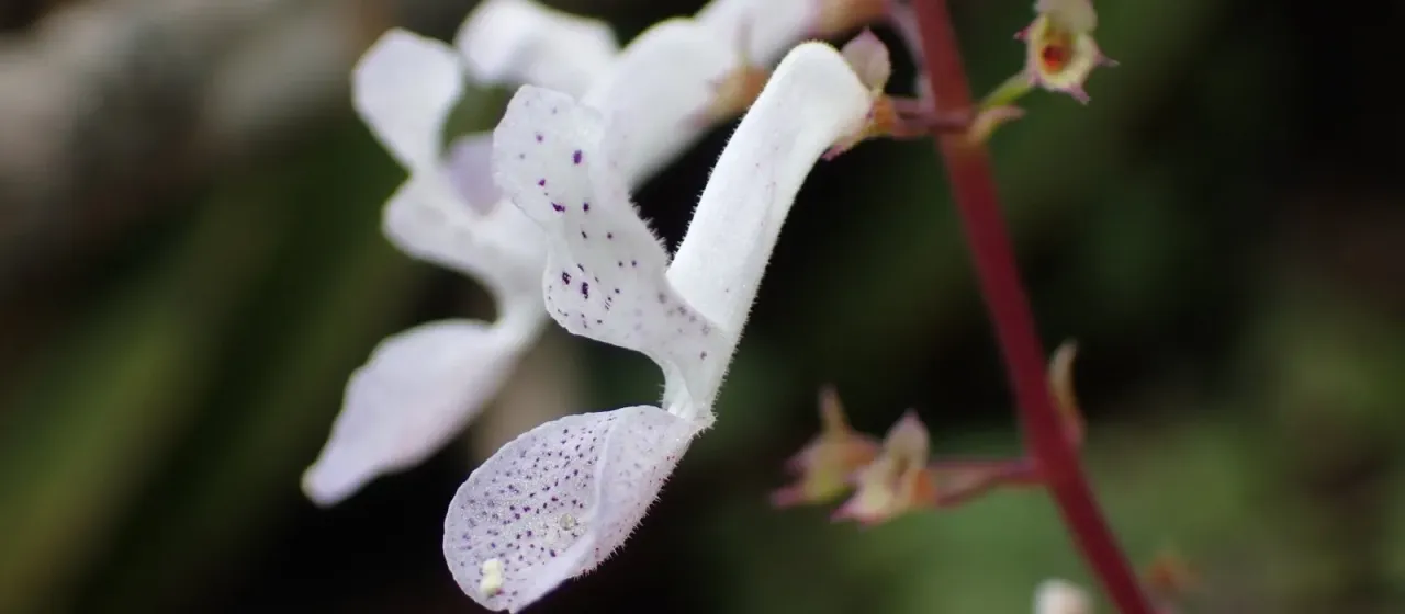 Plectranthus verticillatus