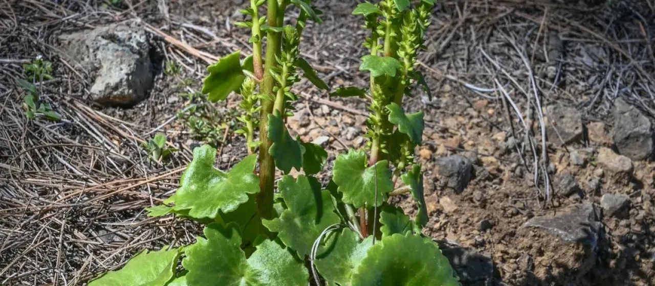 Umbilicus heylandianus