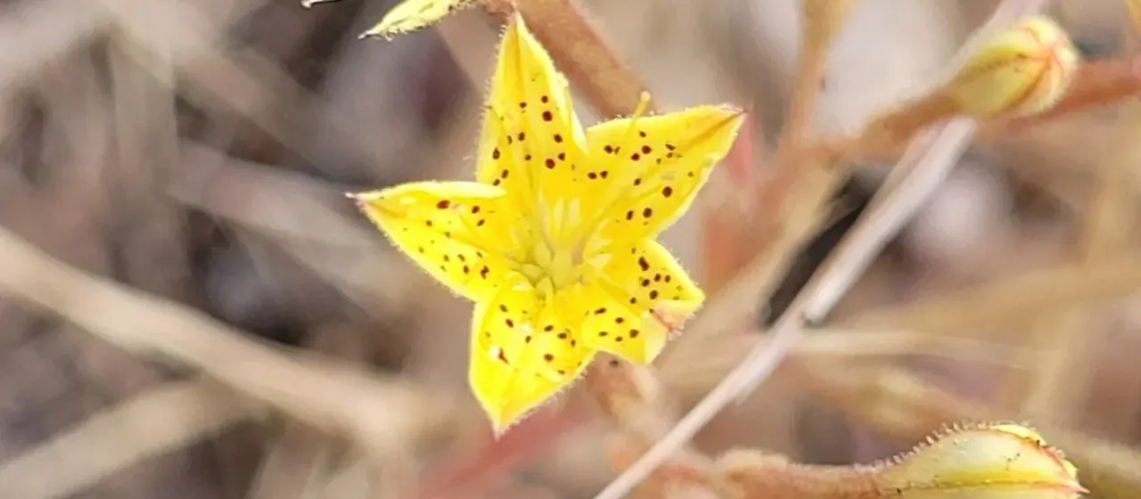 Pistorinia breviflora