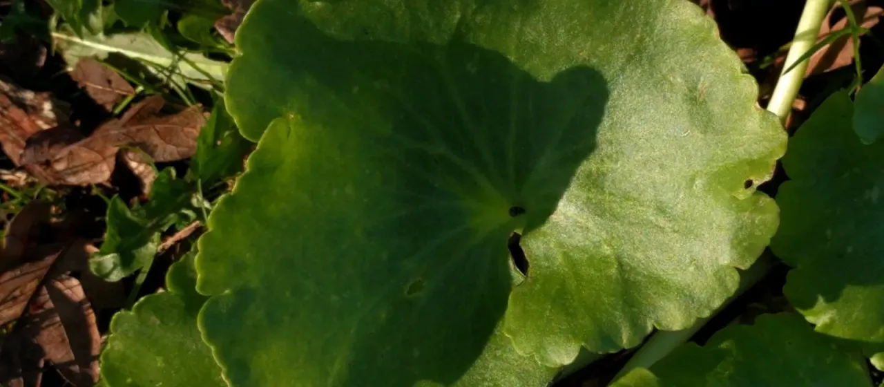 Yellow navelwort