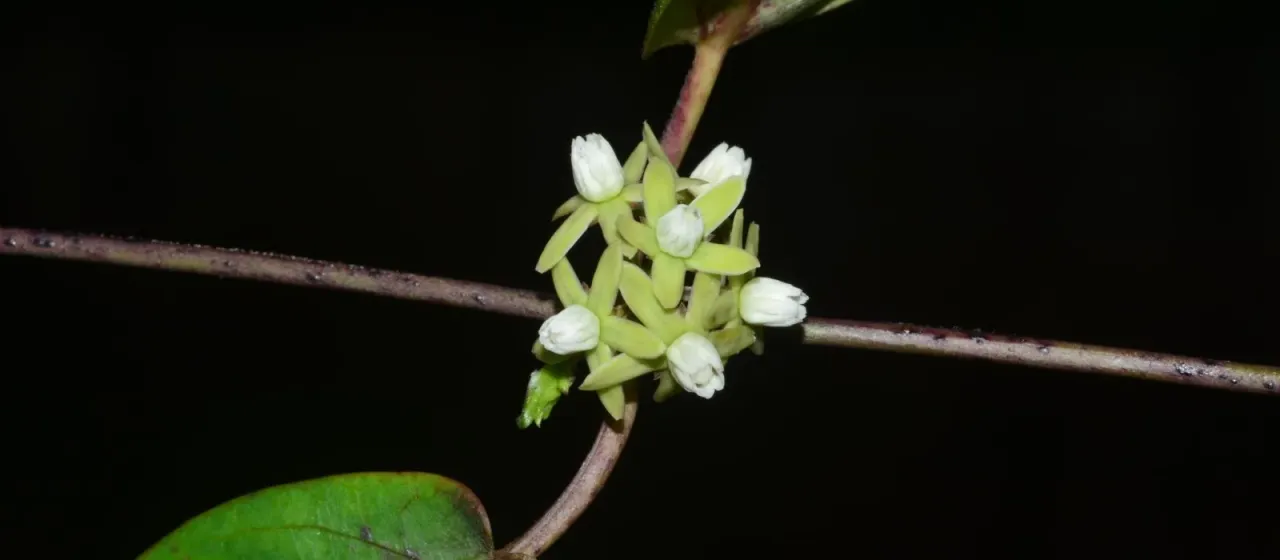 Cynanchum callialatum
