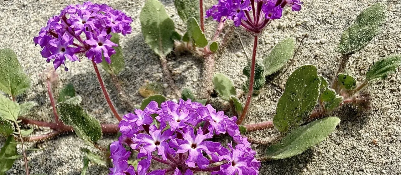 Sand verbena