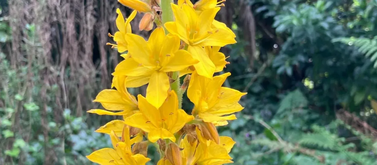 Wachendorfia thyrsiflora