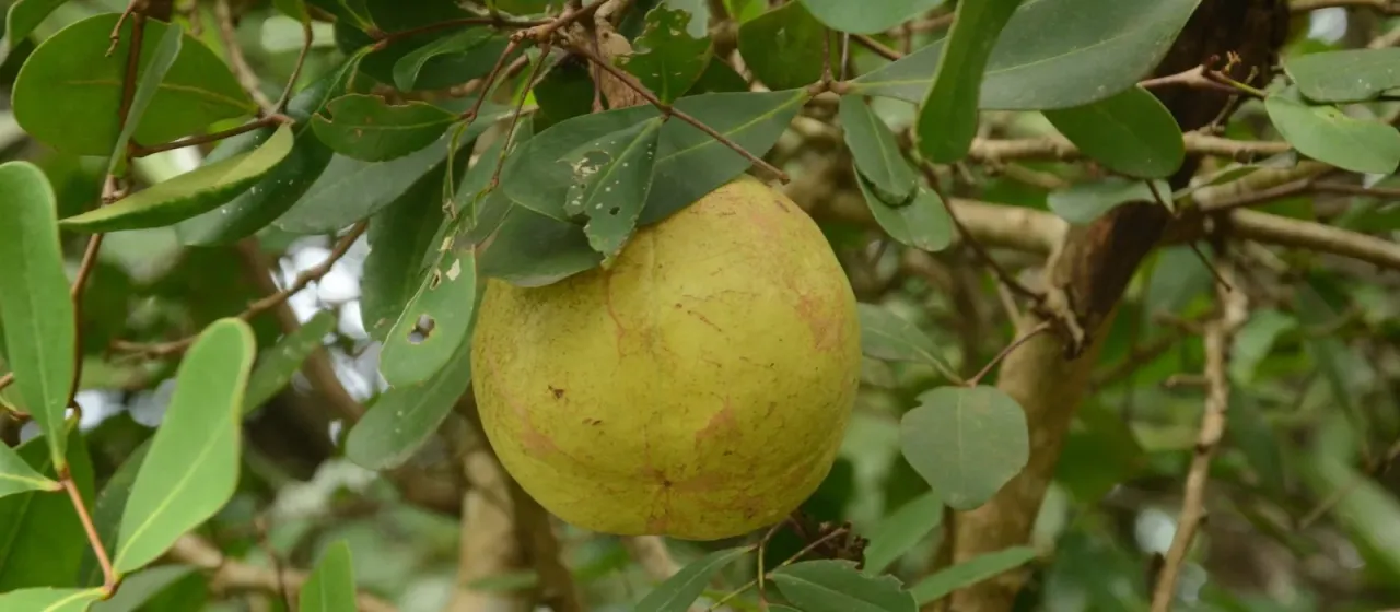 Xylocarpus granatum
