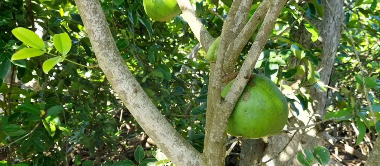 Xylocarpus moluccensis