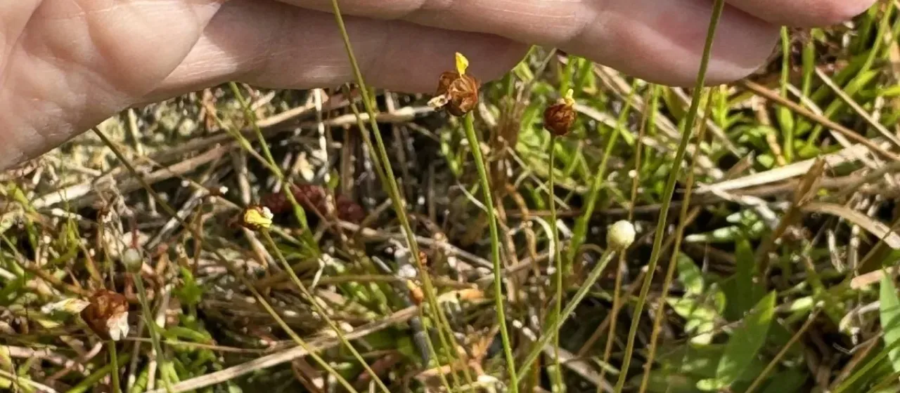 Xyris brevifolia