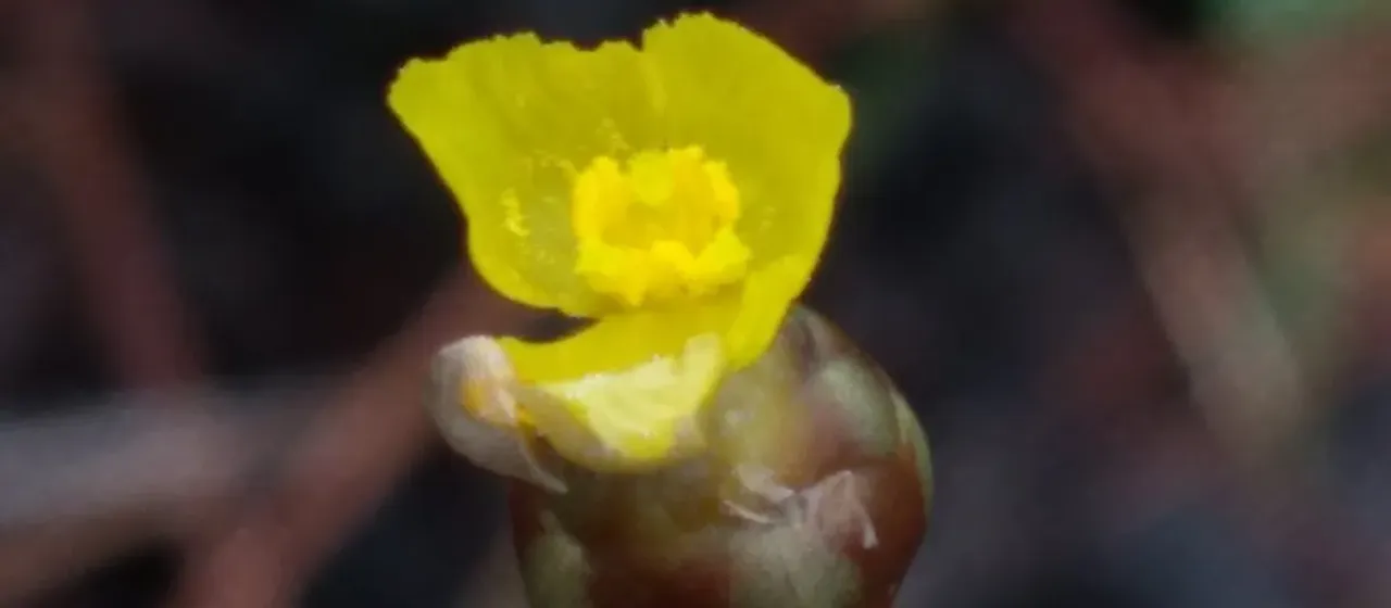 Florida yellow-eyed grass