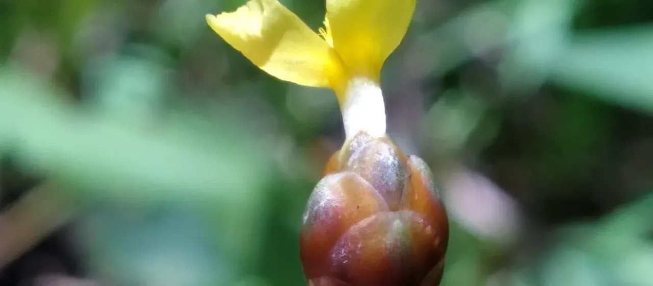 Xyris tennesseensis