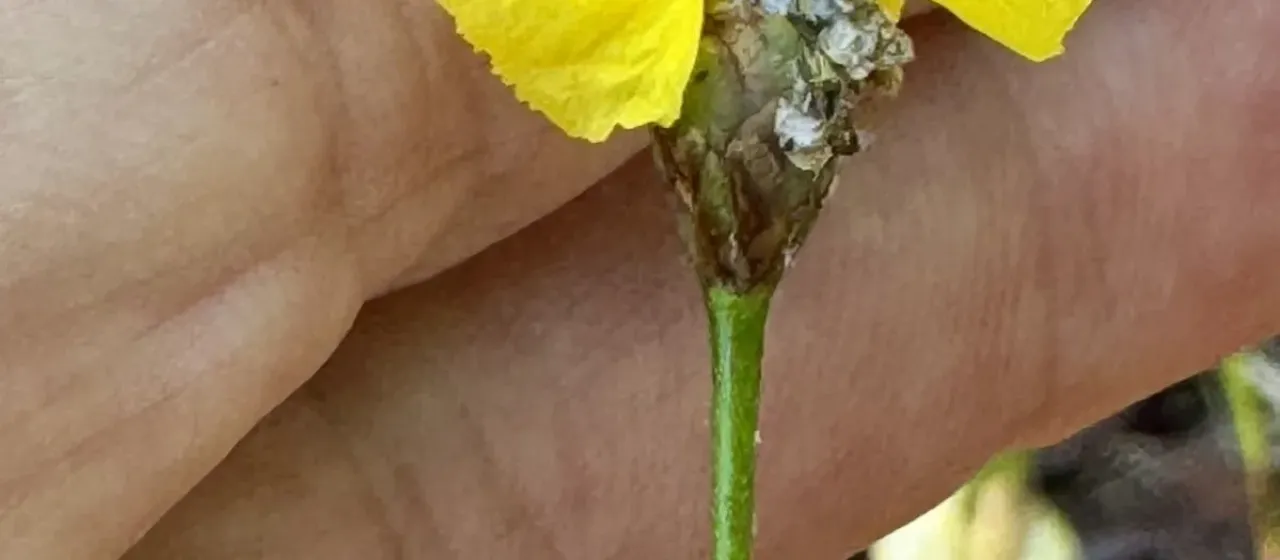 Elliott's yelloweyed grass