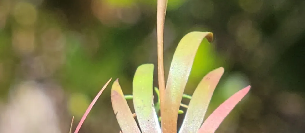 Xyris flabelliformis