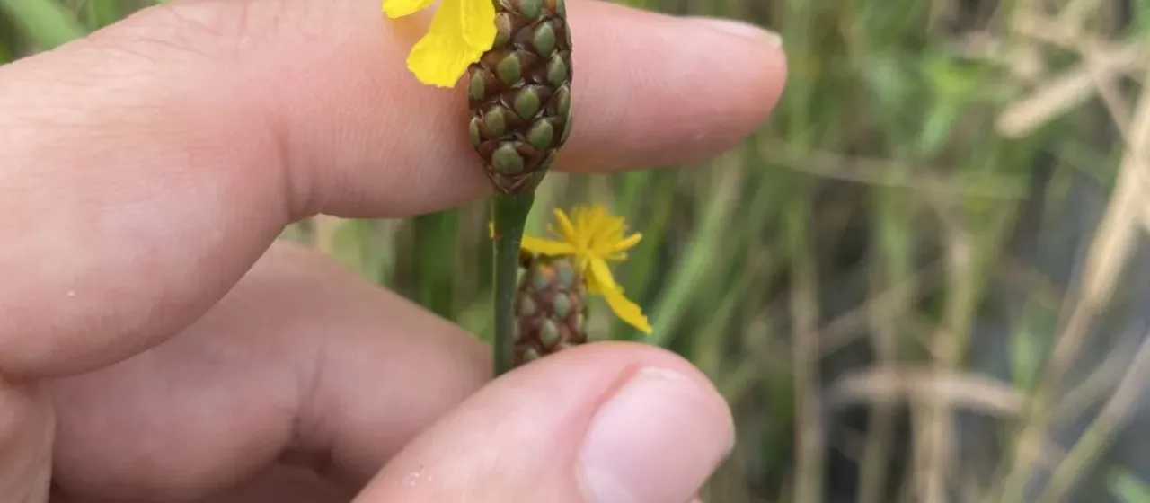 Xyris smalliana