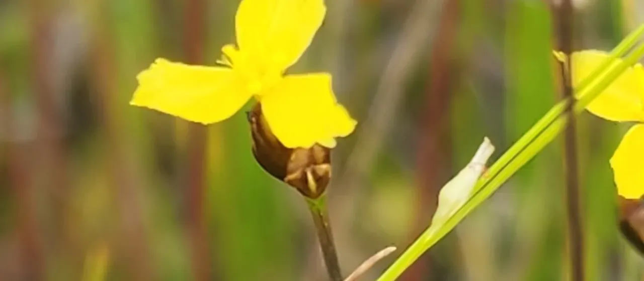 Northern yellow-eyed grass