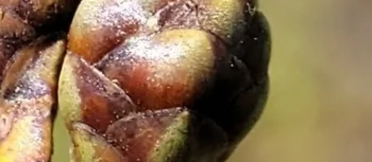 Xyris serotina