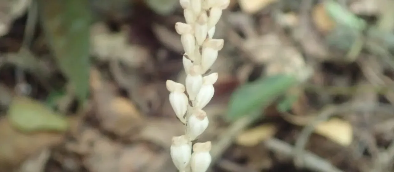 Wullschlaegelia aphylla
