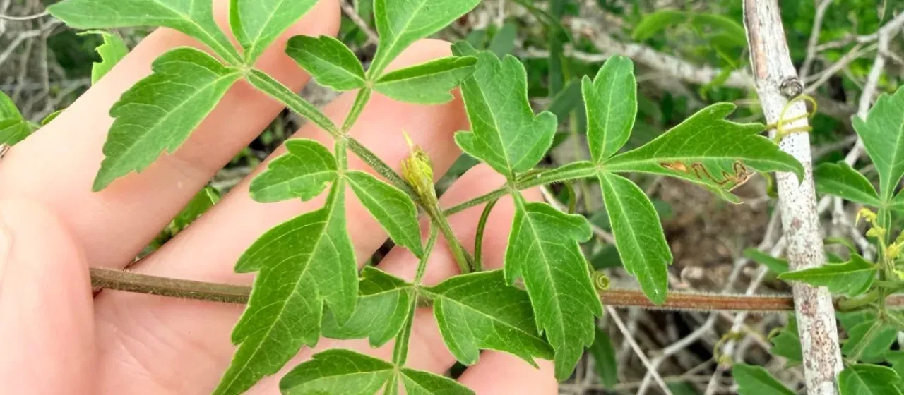 Serjania brachycarpa