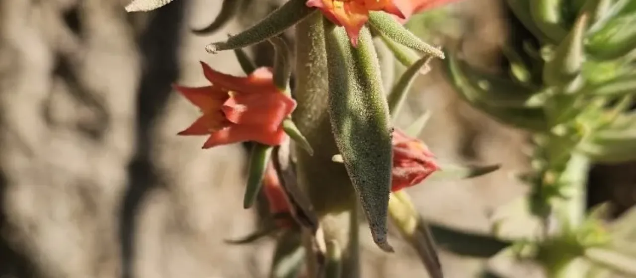 Echeveria coccinea