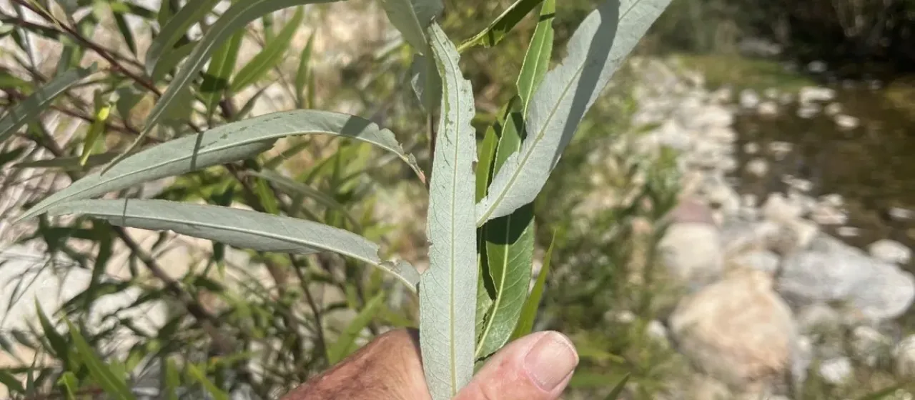 Bonpland willow
