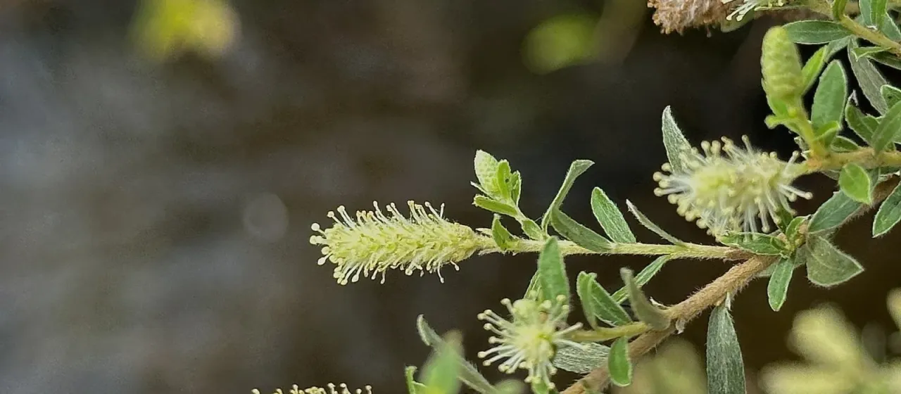 Yew-leaf willow