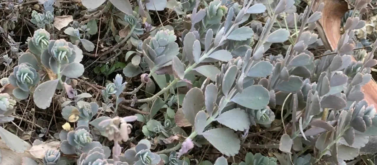 Kalanchoe fedtschenkoi