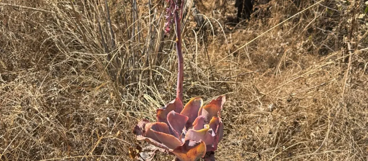 Echeveria gibbiflora