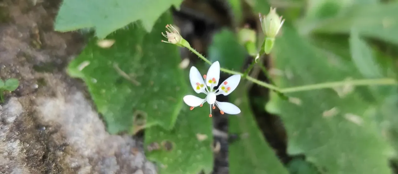 Micranthes clusii
