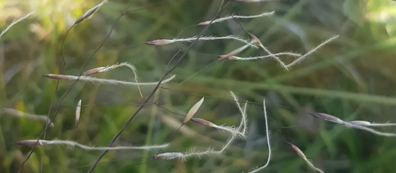Mongolian Ptilagrostis