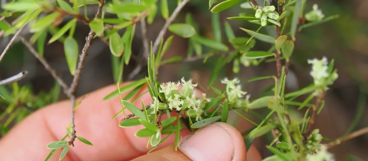 Acrotriche aggregata